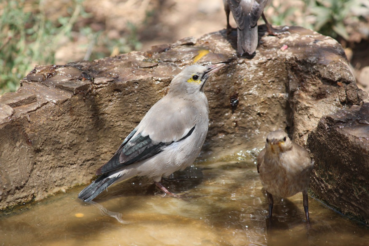 Wattled Starling - Cat To