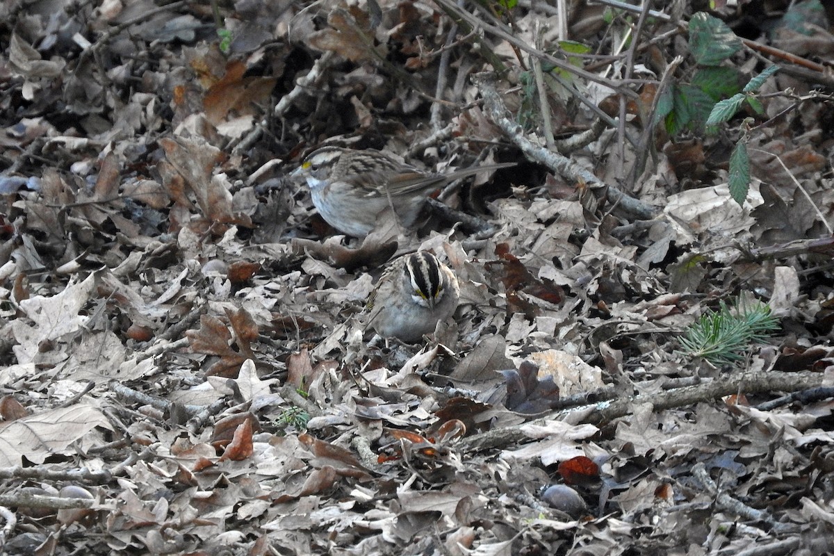 White-throated Sparrow - John F. Peetsma