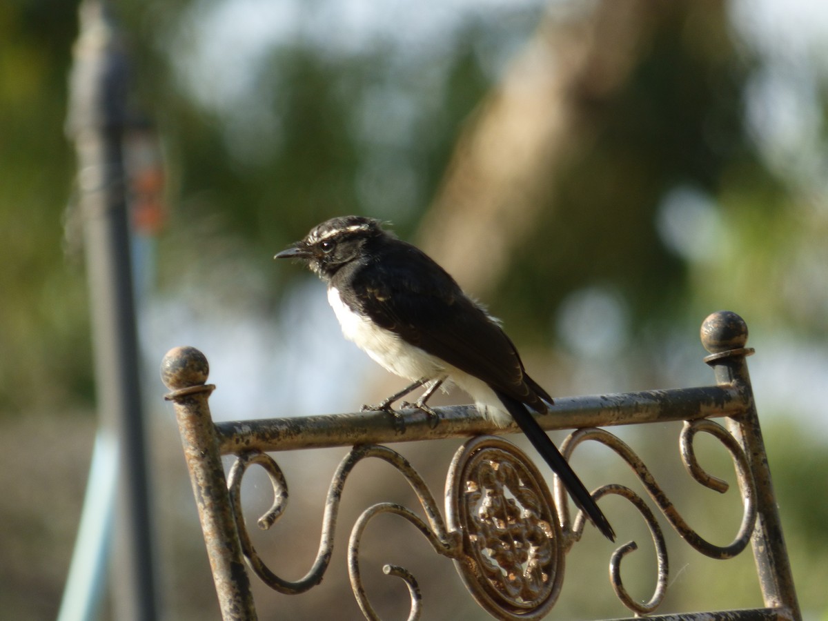 Willie-wagtail - ML142003581