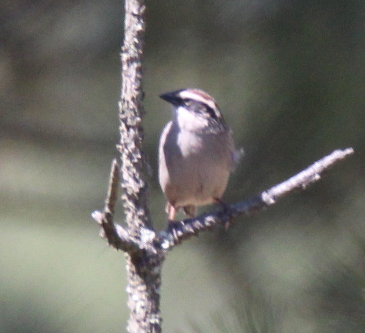 Striped Sparrow - Paul Lewis