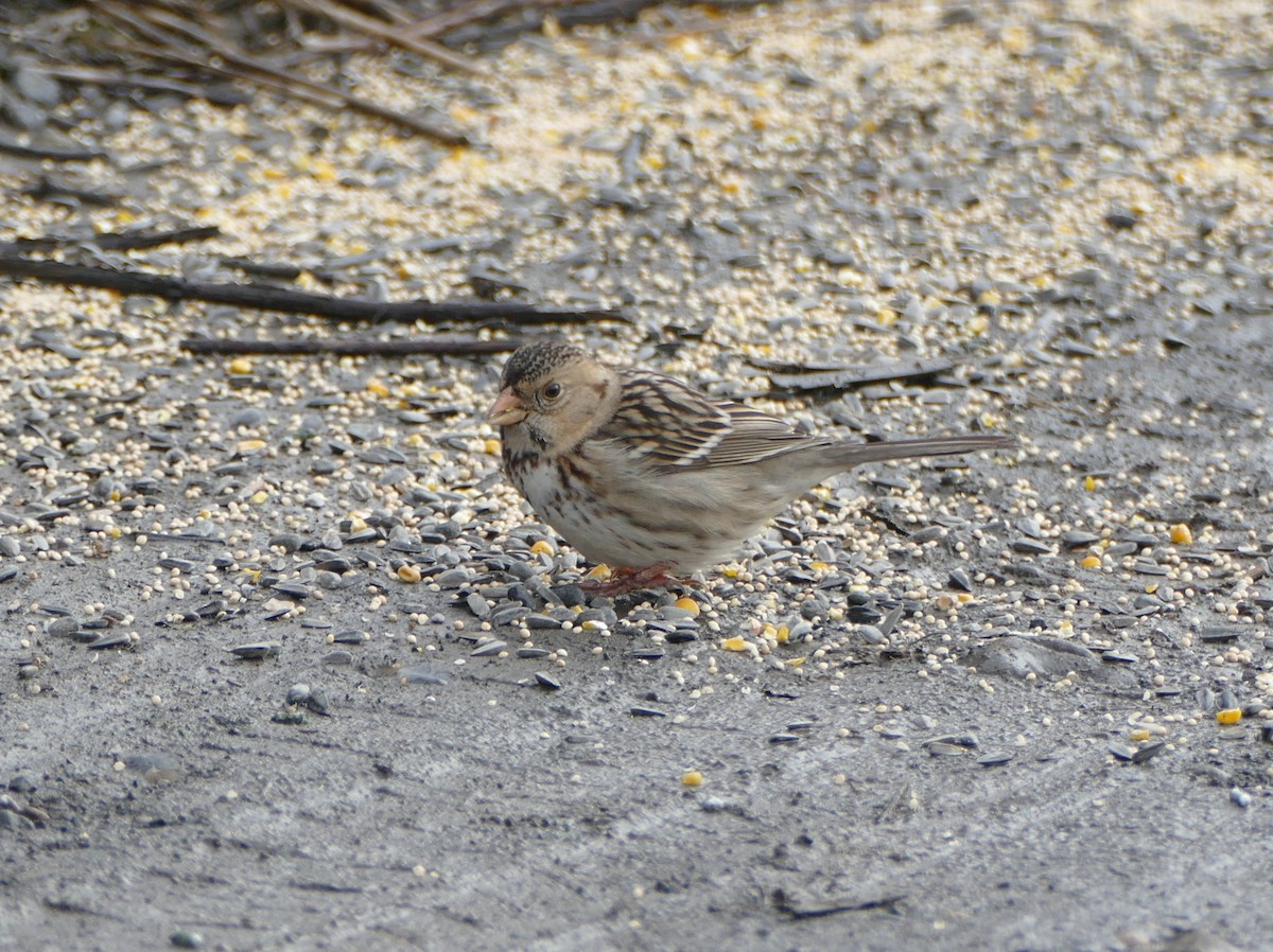 Harris's Sparrow - Wink Gross