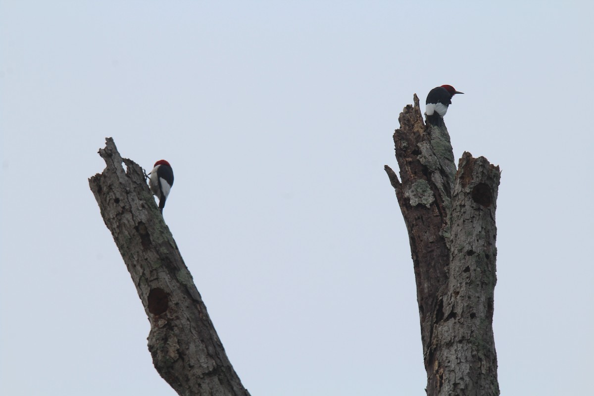 Red-headed Woodpecker - T Remy