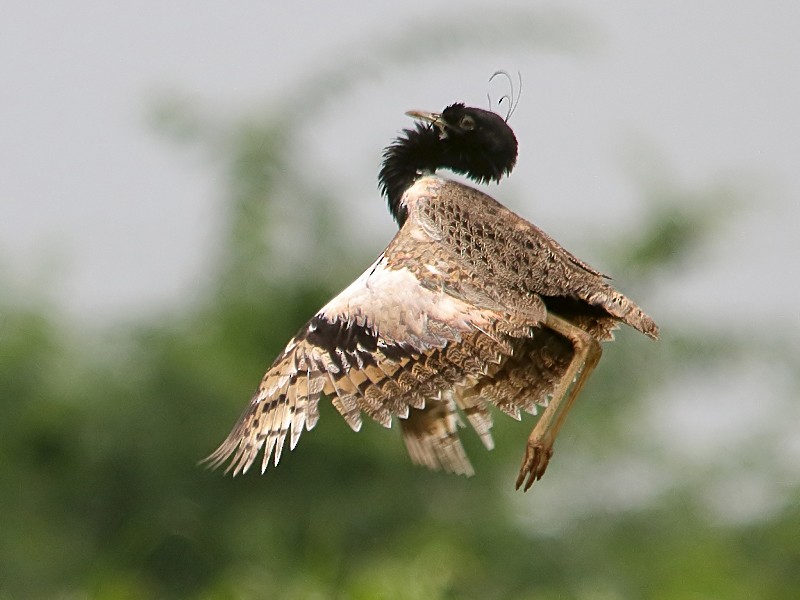 Lesser Florican - Sharad Agrawal