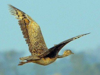 雌鳥 - Harshavardhan Jamakhandi - ML142003961