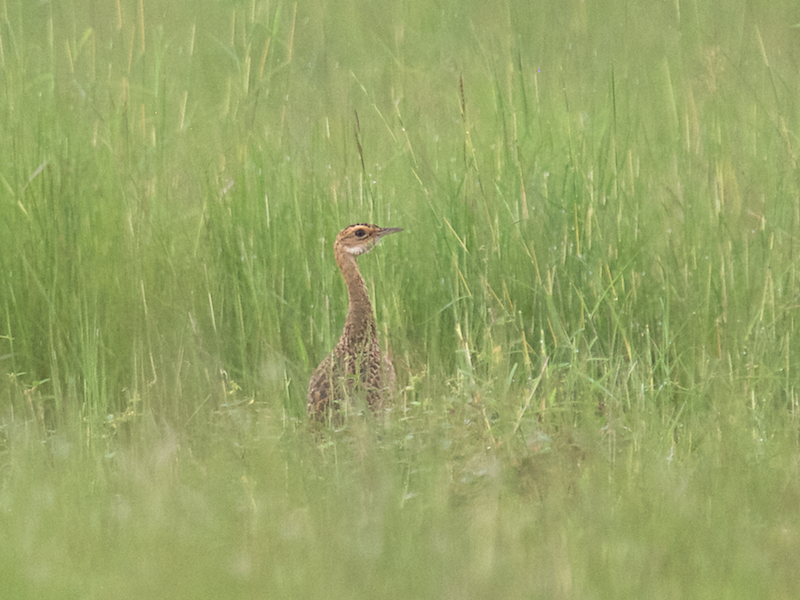 Lesser Florican - Ashis Kumar  Pradhan