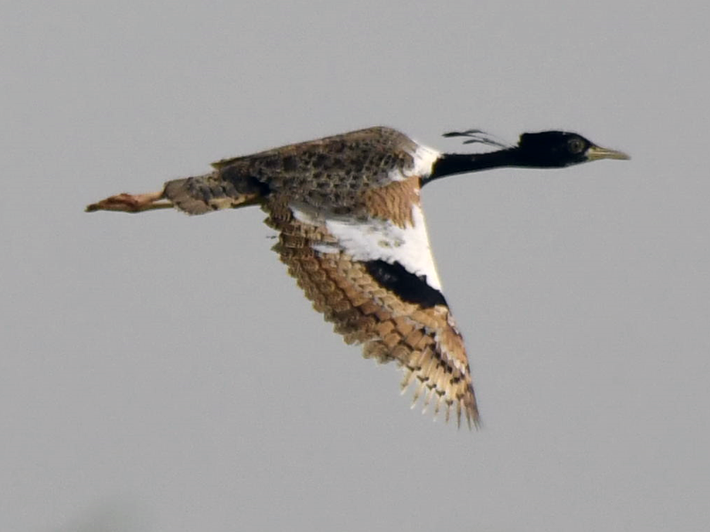 Lesser Florican - Anup Chavda