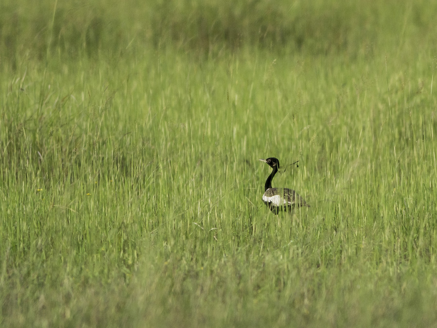 Lesser Florican - Manoj Kumar Vittapu