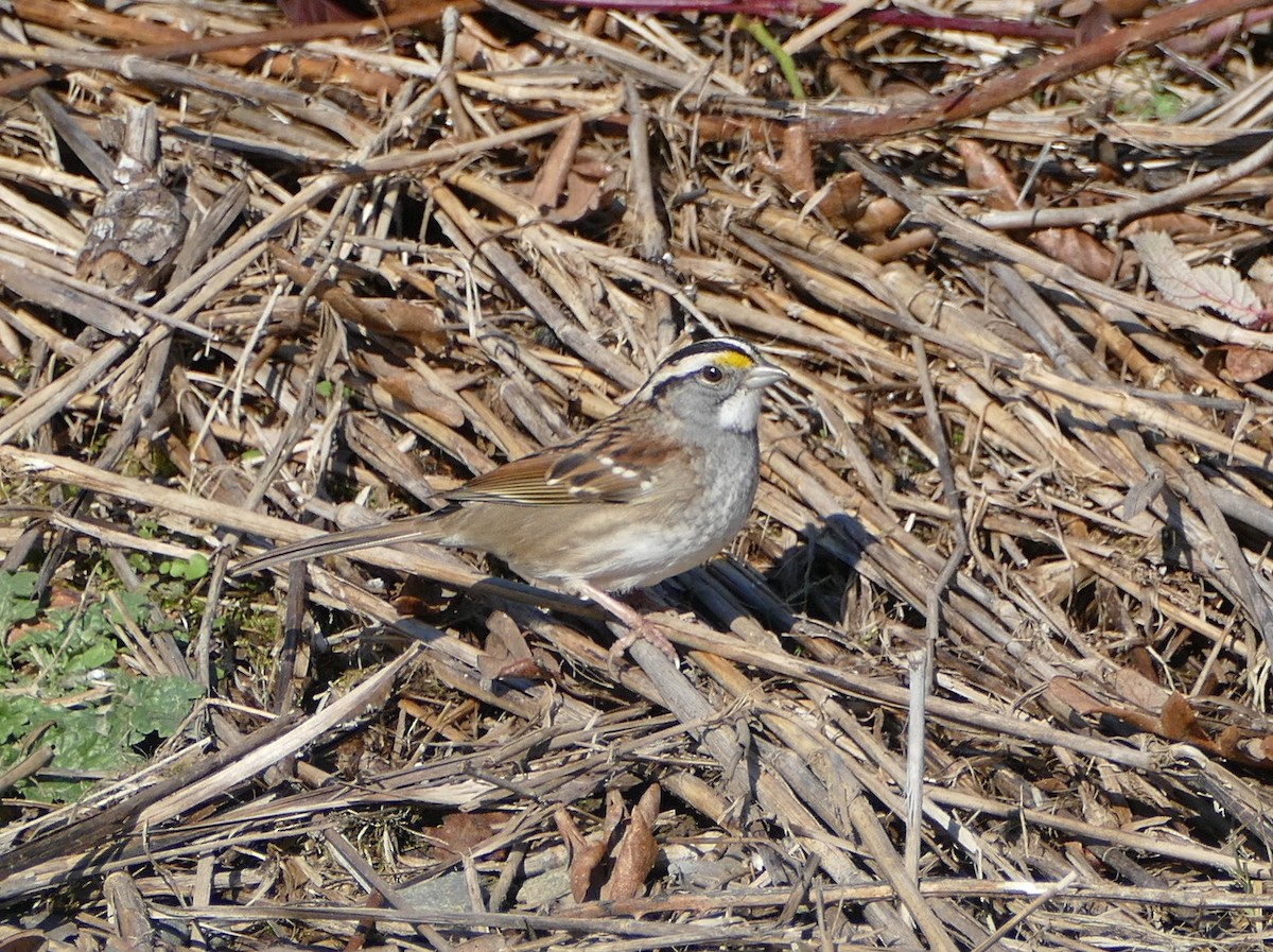 White-throated Sparrow - Wink Gross