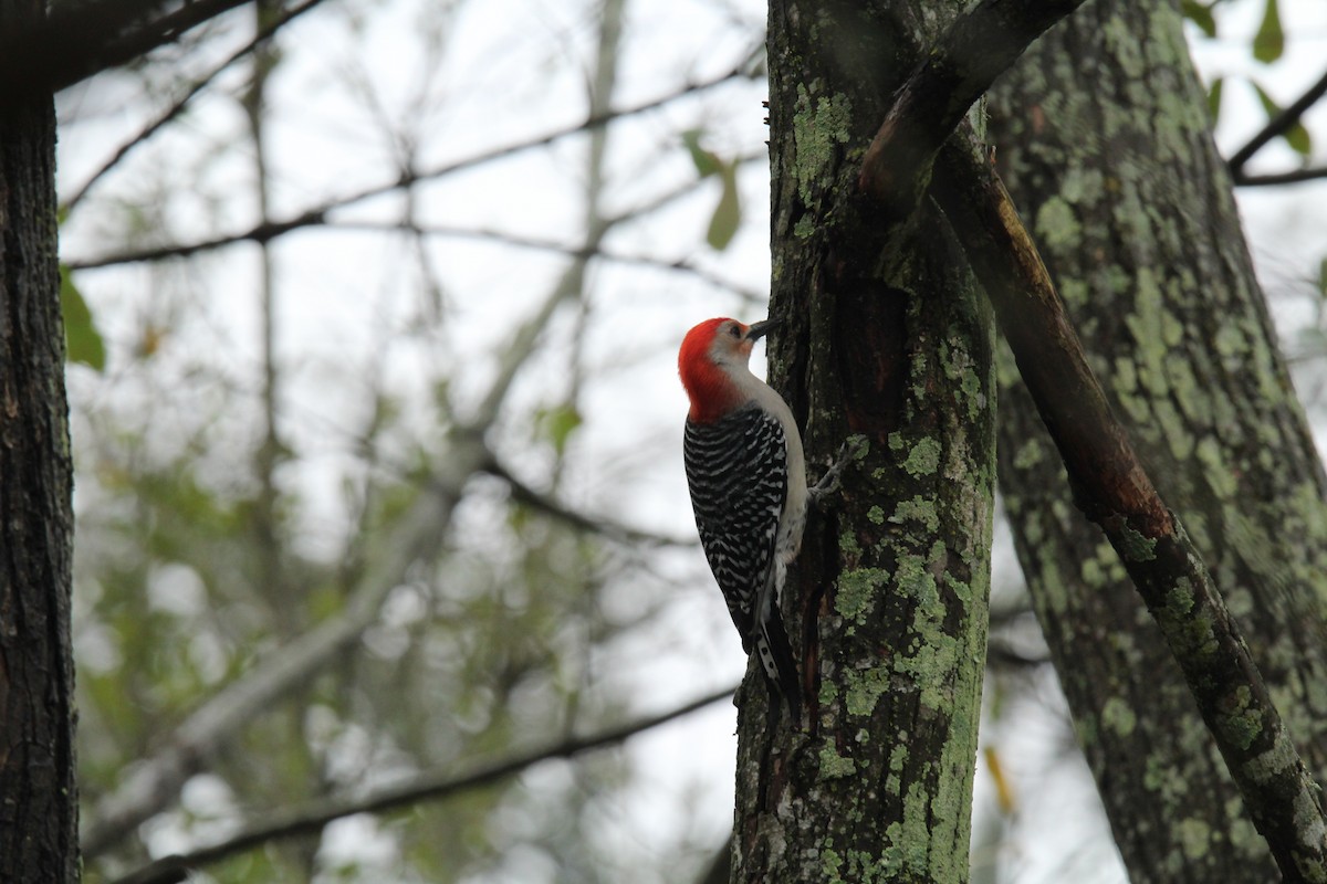 Red-bellied Woodpecker - ML142004141