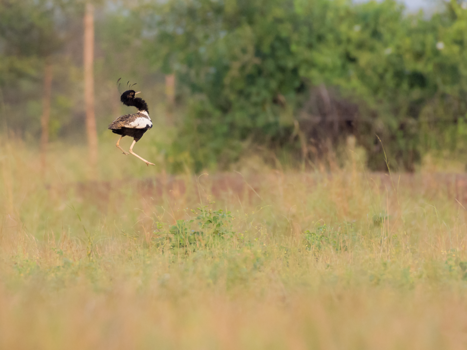 Lesser Florican - Fareed Mohmed