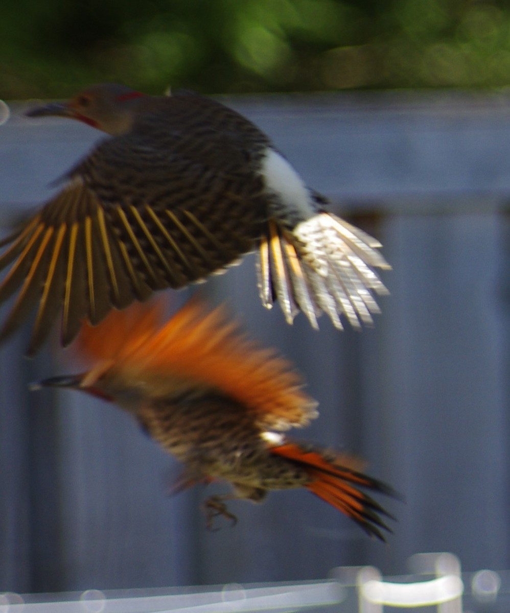 Northern Flicker (Yellow-shafted x Red-shafted) - Anonymous