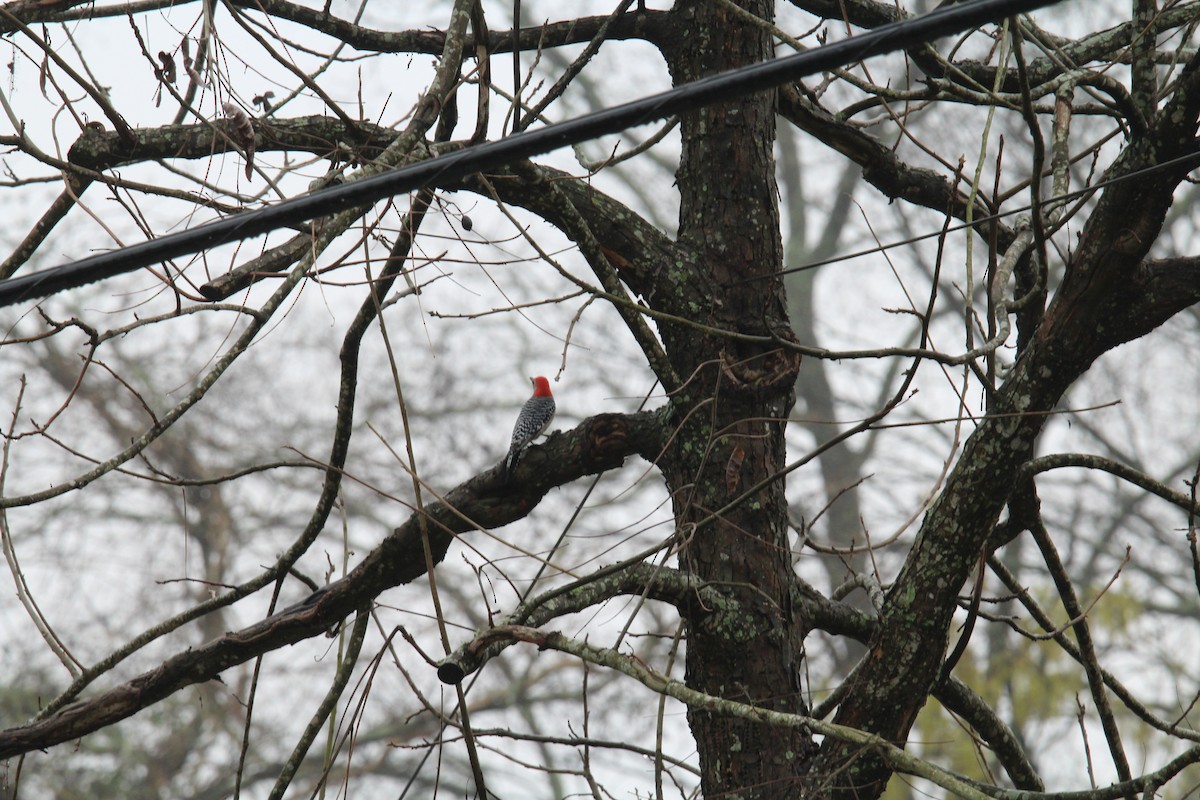 Red-bellied Woodpecker - ML142004461