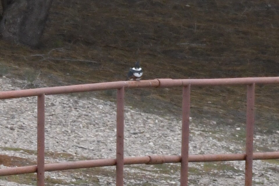 Belted Kingfisher - ML142004711