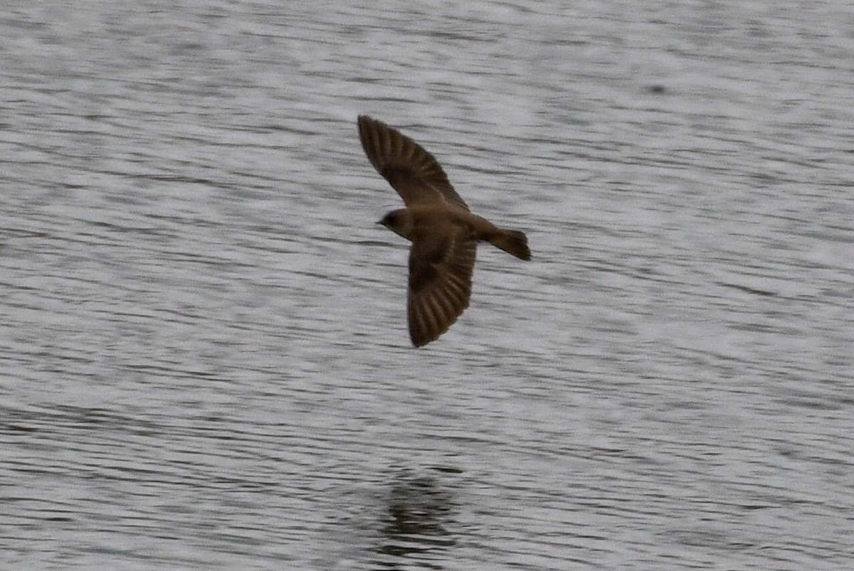 Northern Rough-winged Swallow - ML142004731