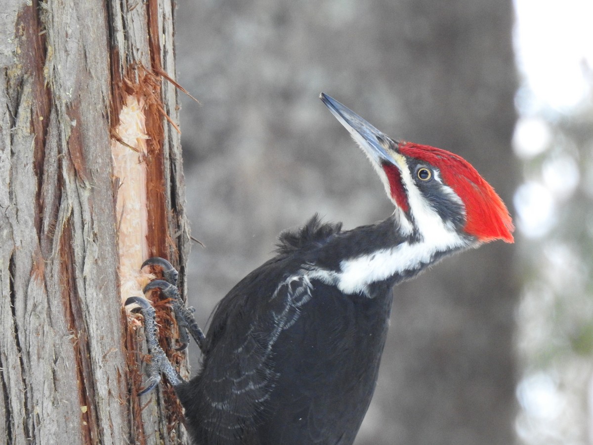 Pileated Woodpecker - Chris Drysdale