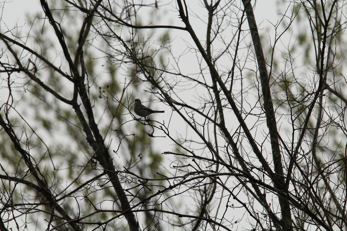 Yellow-rumped Warbler - T Remy