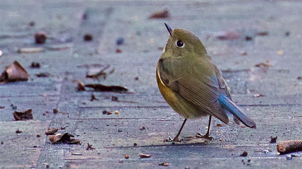 Red-flanked Bluetail - ML142006071