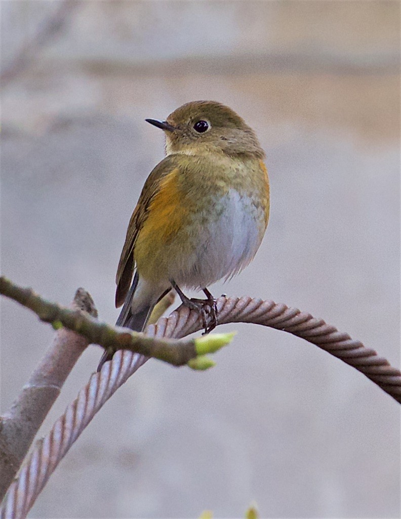 Red-flanked Bluetail - ML142006081