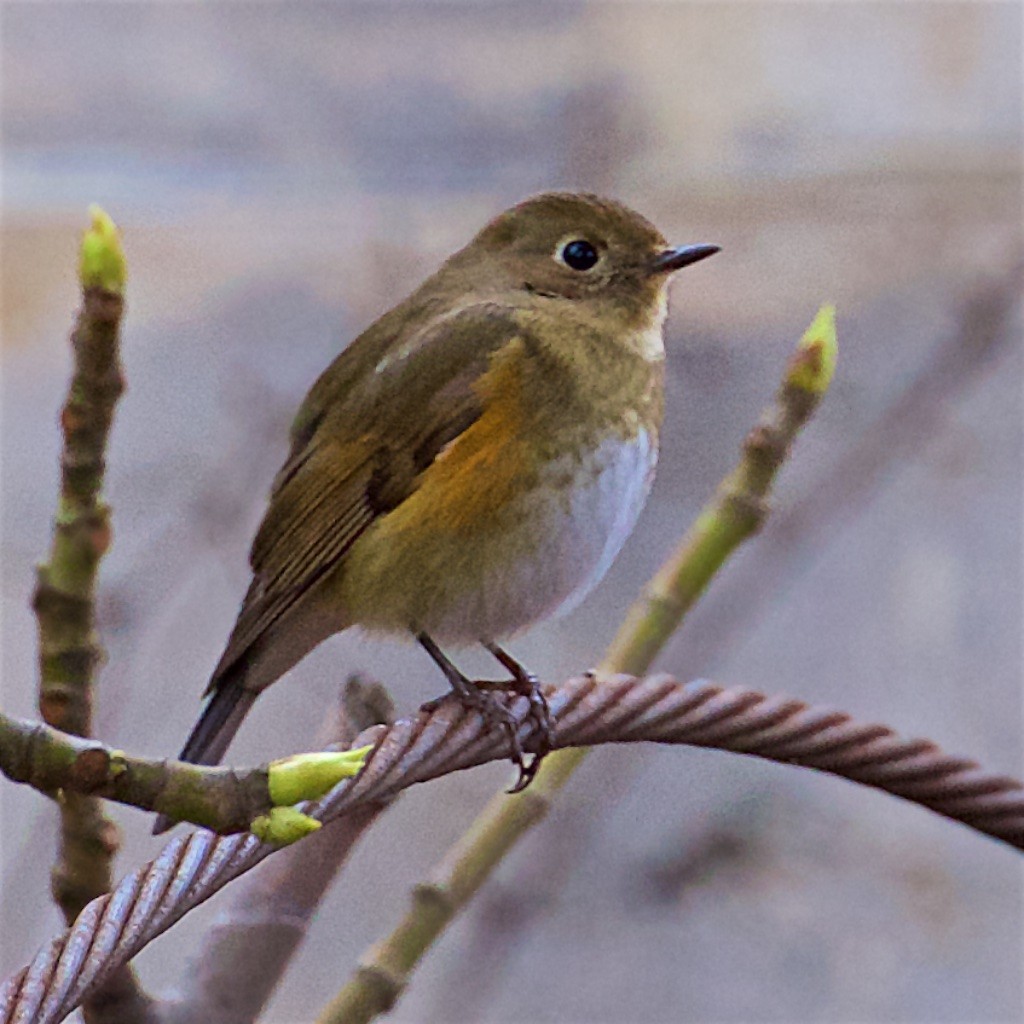 Red-flanked Bluetail - ML142006091