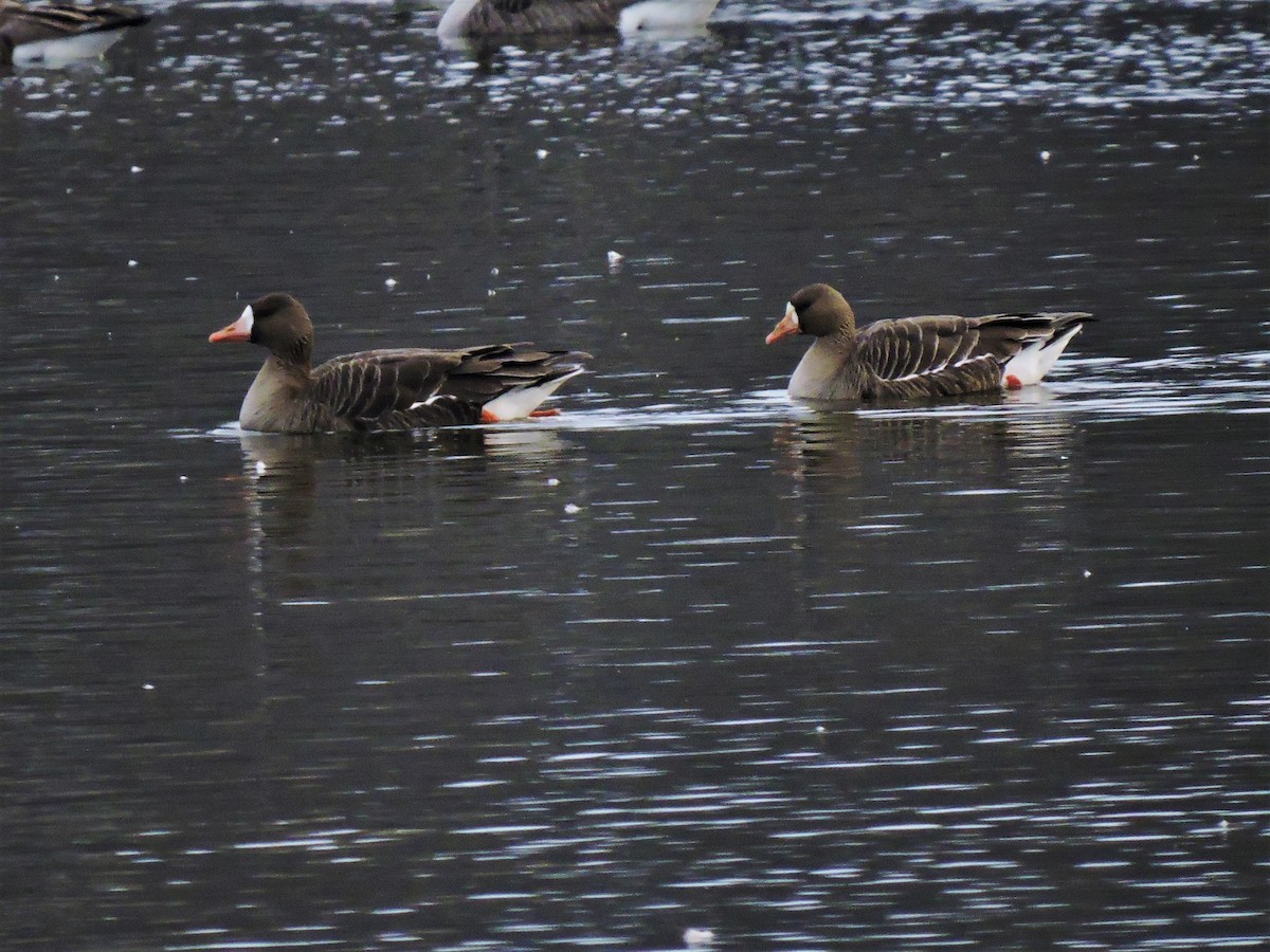 Greater White-fronted Goose - ML142006161