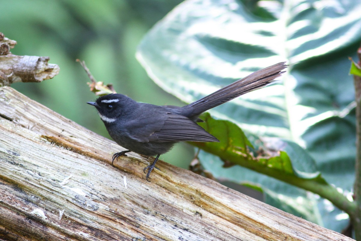 White-throated Fantail - ML142006281