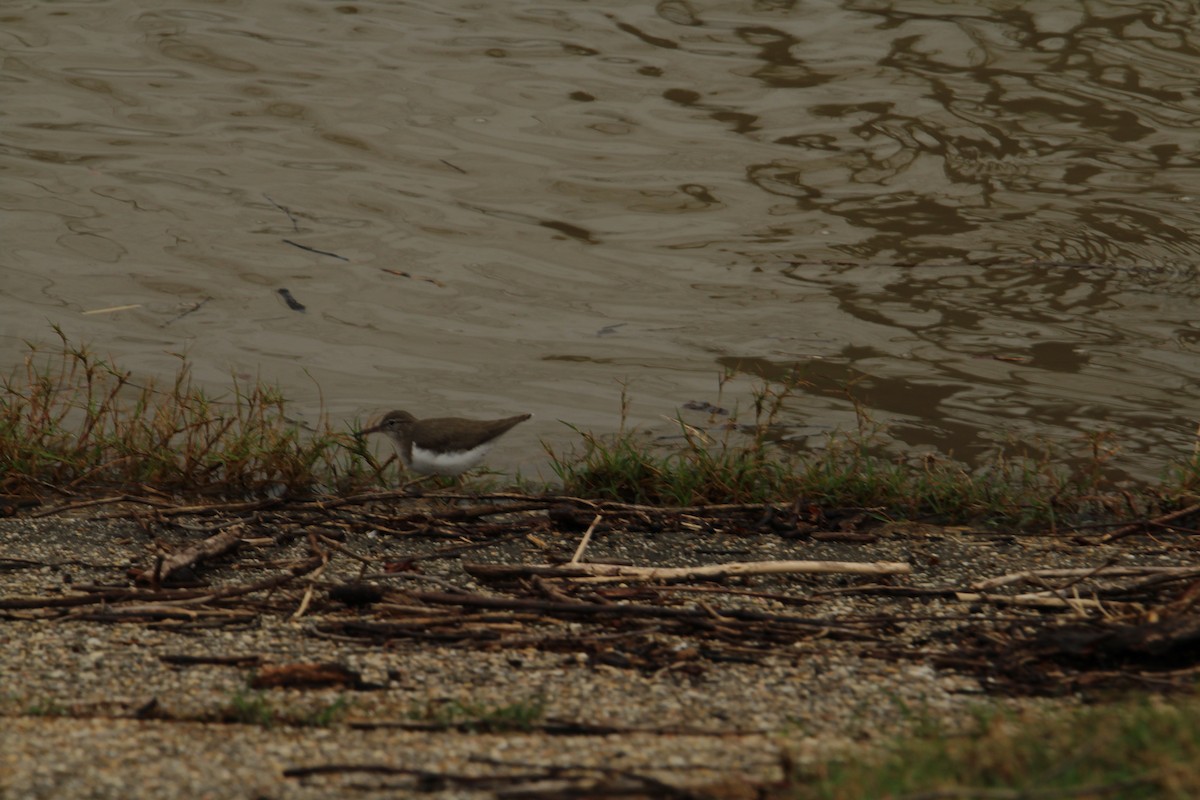Spotted Sandpiper - T Remy