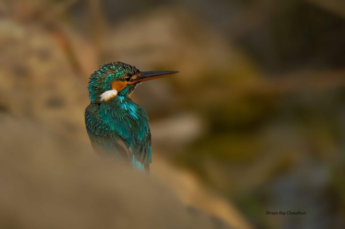 Common Kingfisher - Biswanath Mondal