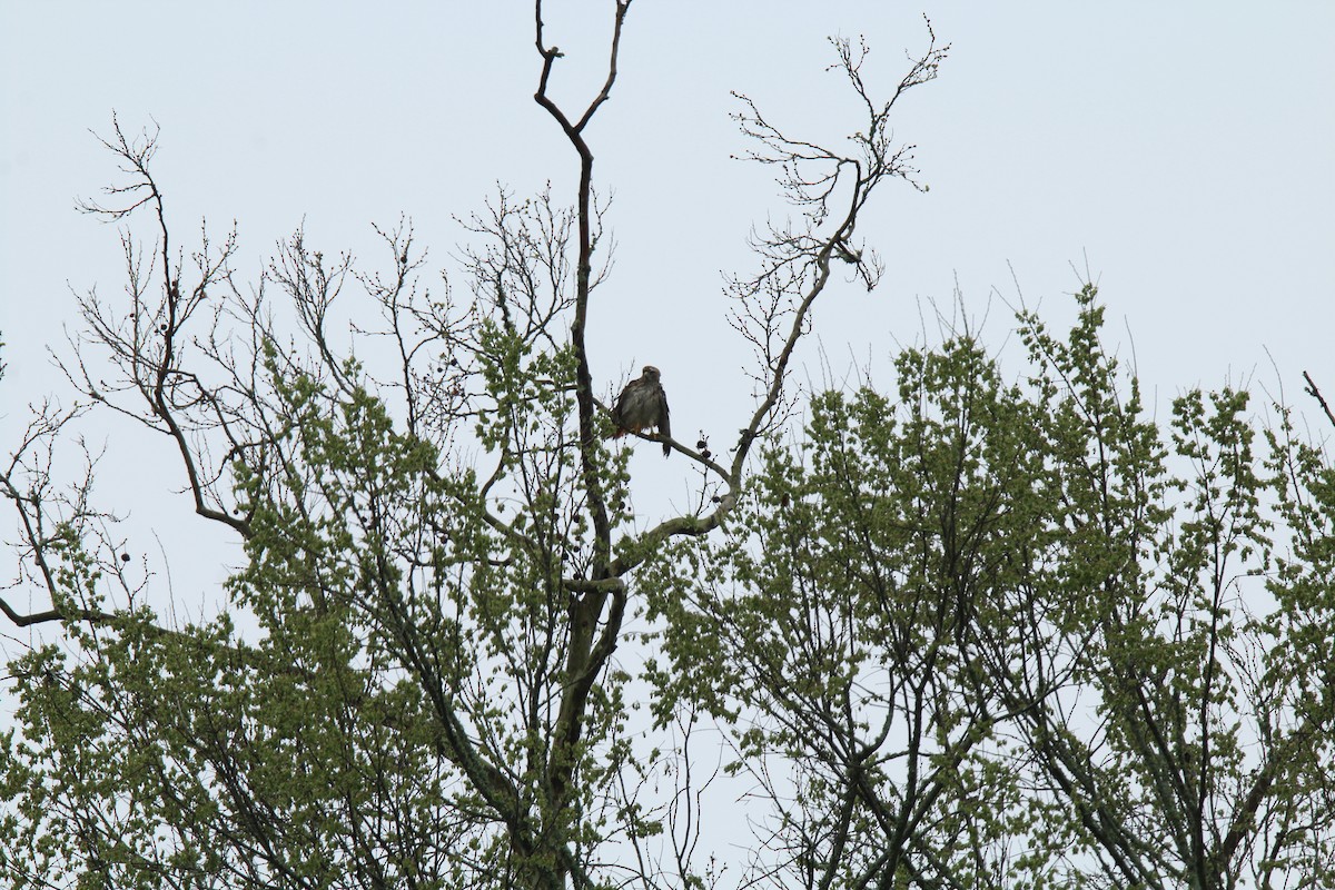 Red-tailed Hawk - ML142008521
