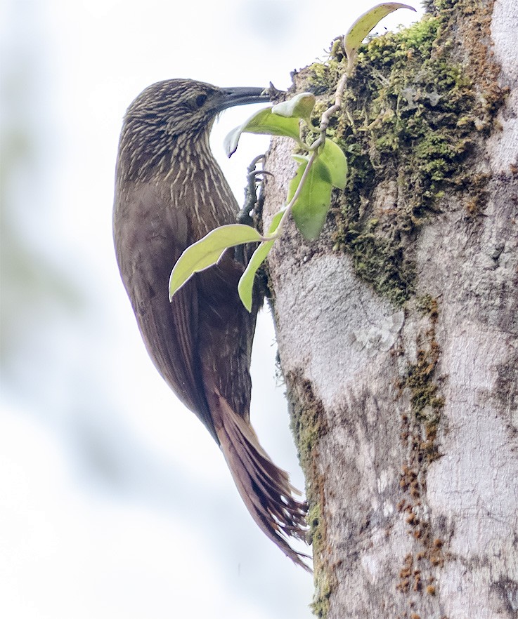 Strong-billed Woodcreeper - ML142008971