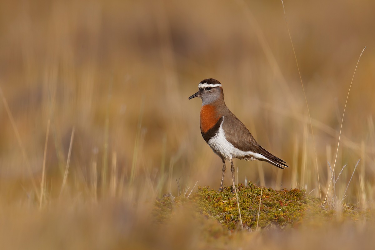 Rufous-chested Dotterel - ML142009451