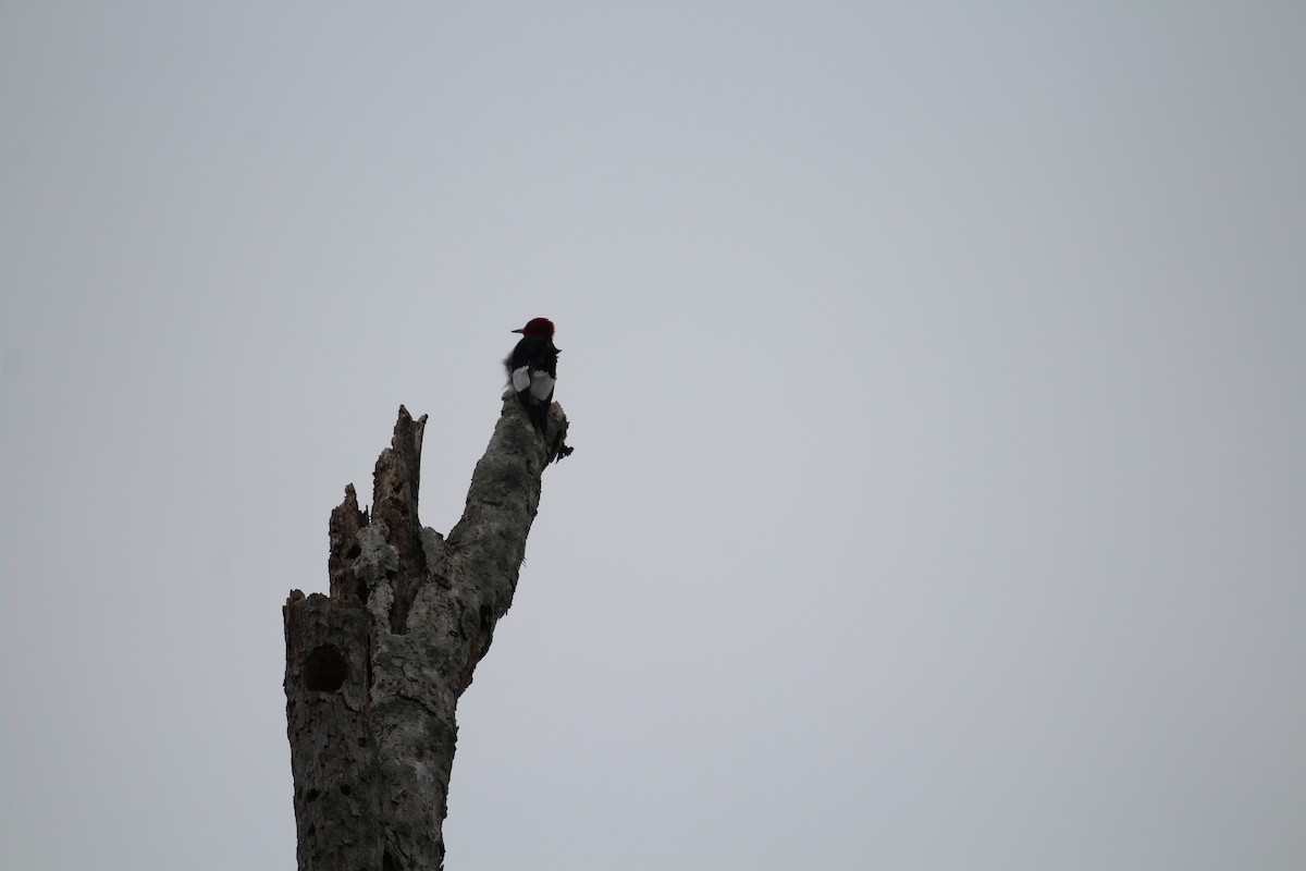 Red-headed Woodpecker - ML142009731