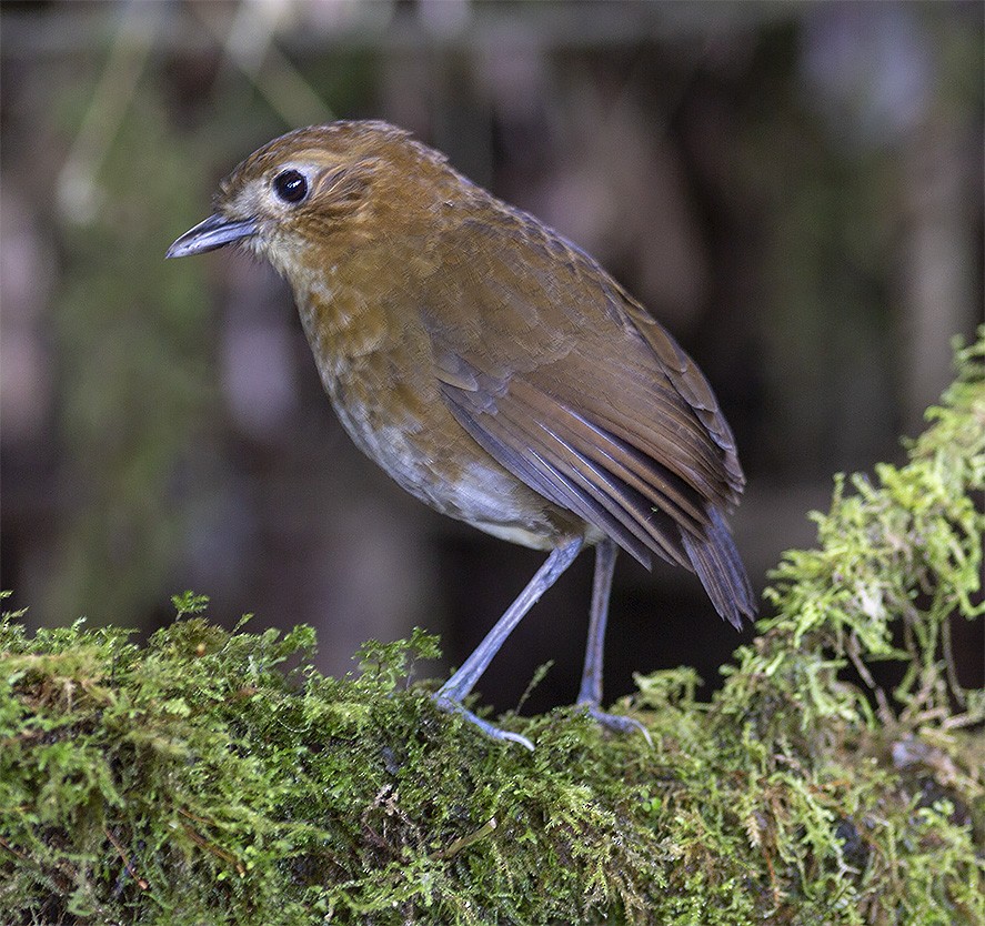 Brown-banded Antpitta - ML142009871