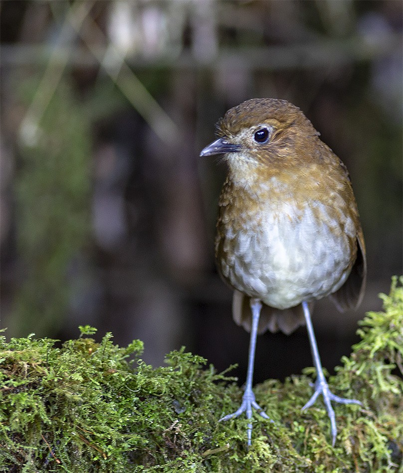 Brown-banded Antpitta - ML142009881