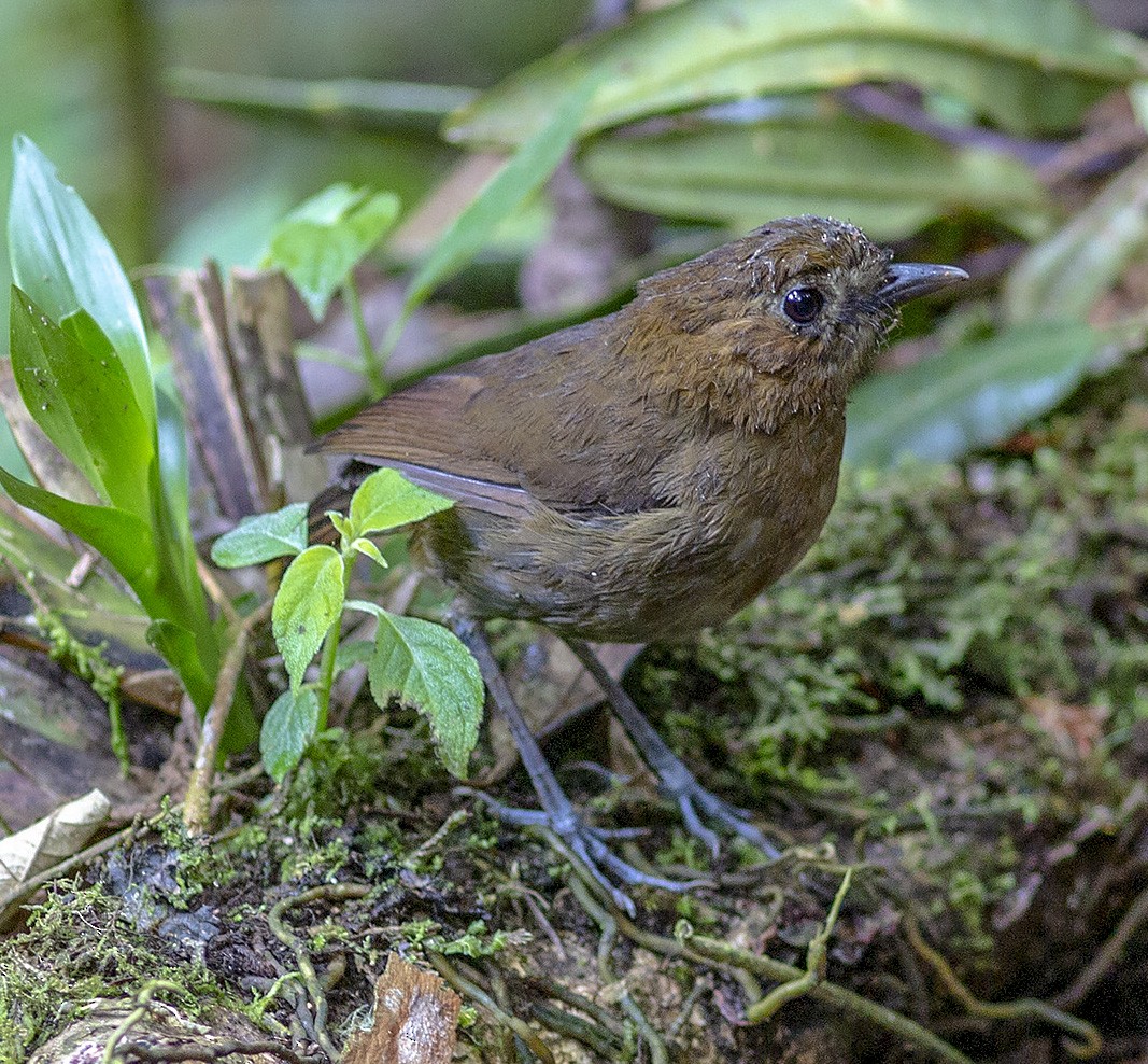 Brown-banded Antpitta - ML142009891