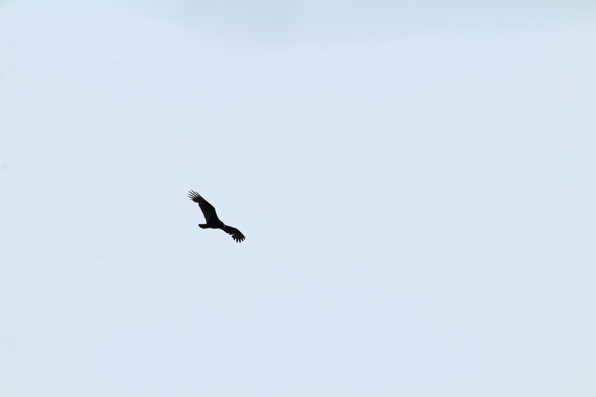 Turkey Vulture - ML142010361