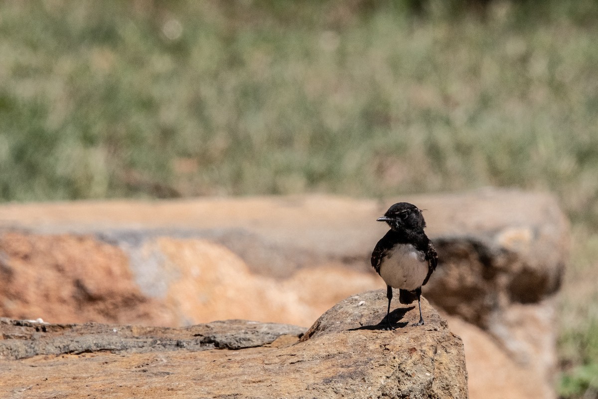 Willie-wagtail - Tod Spencer