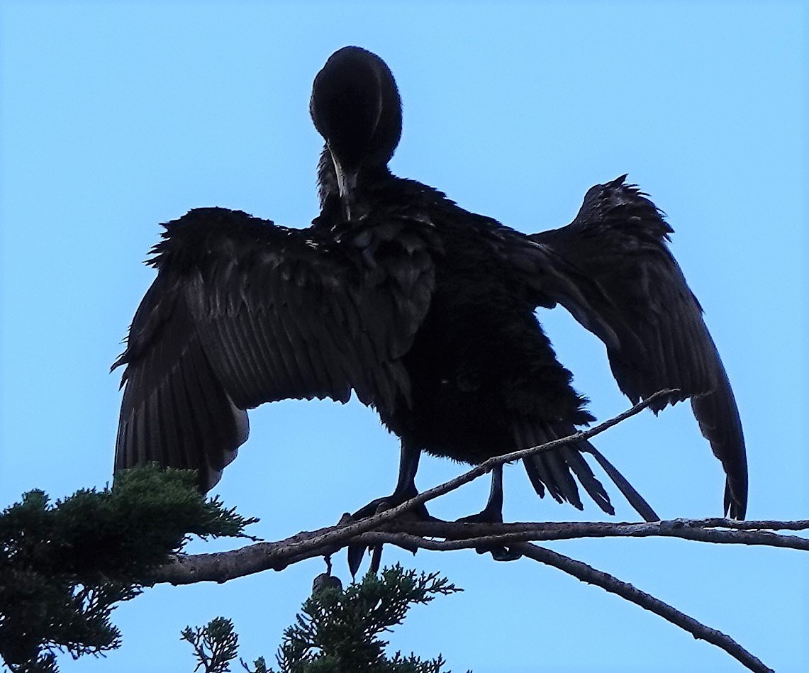 Double-crested Cormorant - John Fields