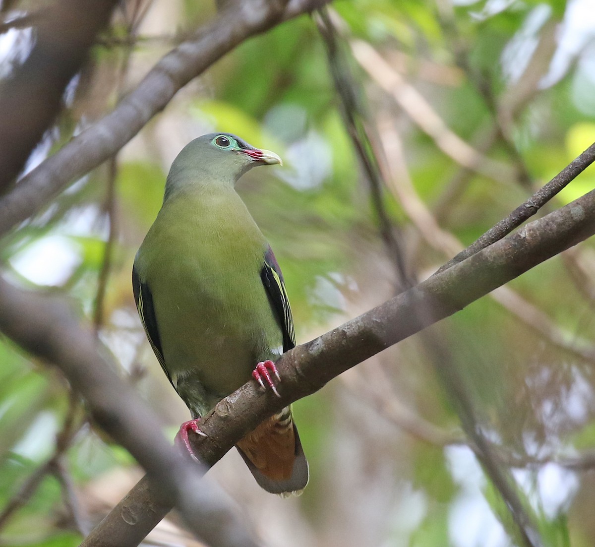 Thick-billed Green-Pigeon - ML142011281
