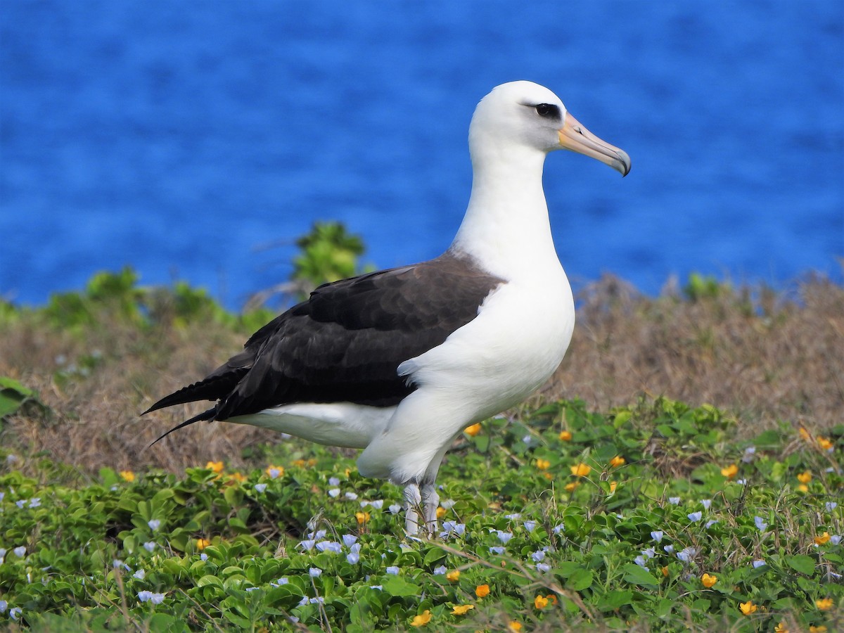 Laysan Albatross - ML142011741