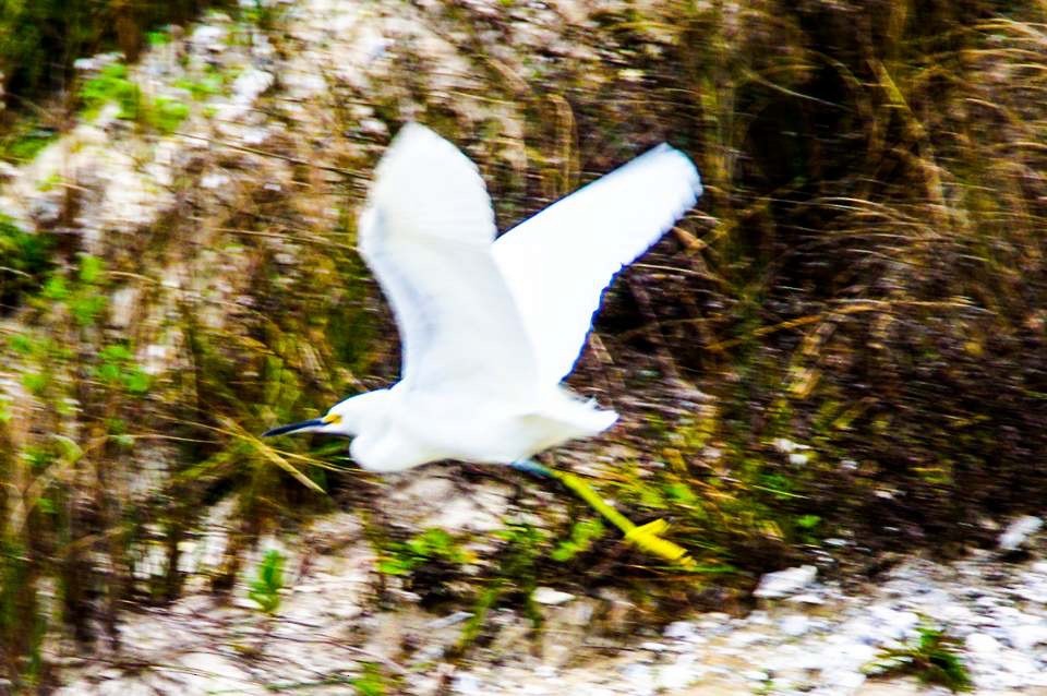 Snowy Egret - ML142011871