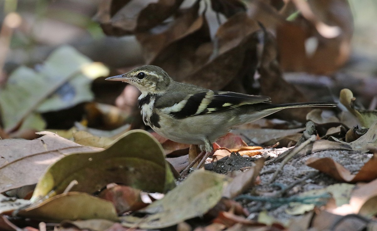 Forest Wagtail - ML142011891