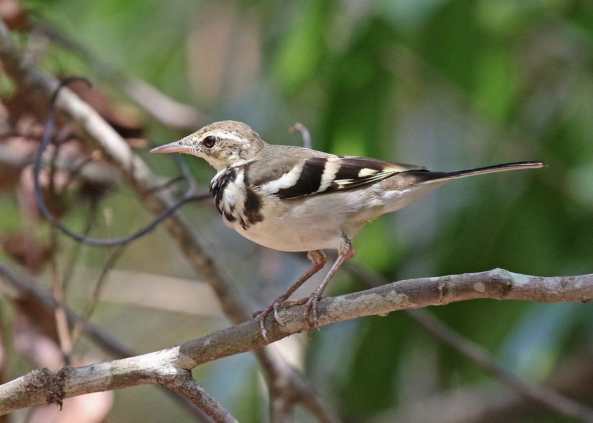 Forest Wagtail - ML142011911