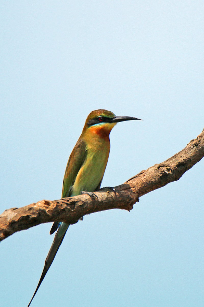 Blue-tailed Bee-eater - ML142012001