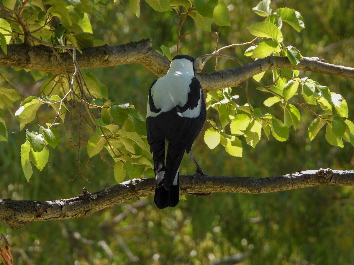 Australian Magpie (White-backed) - ML142012041