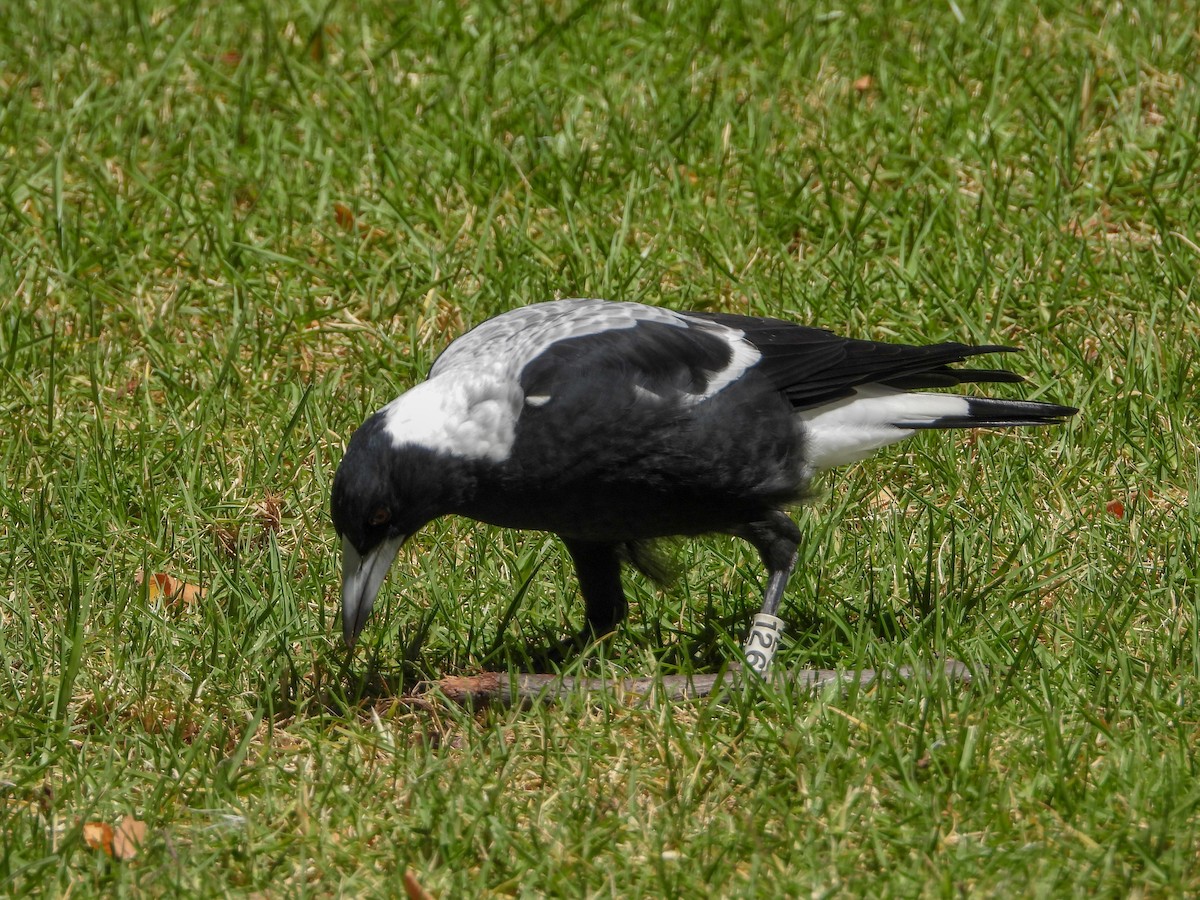 Australian Magpie (White-backed) - ML142012081
