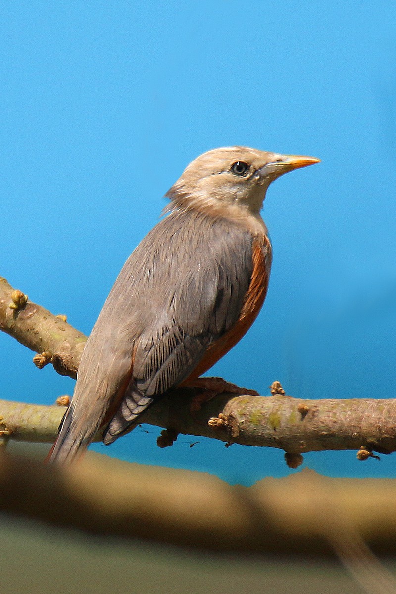 Chestnut-tailed Starling - ML142012151