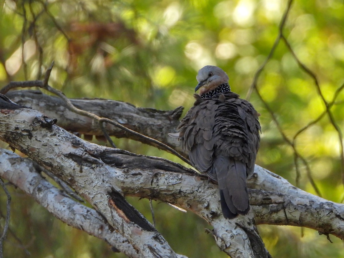 Spotted Dove - ML142012171