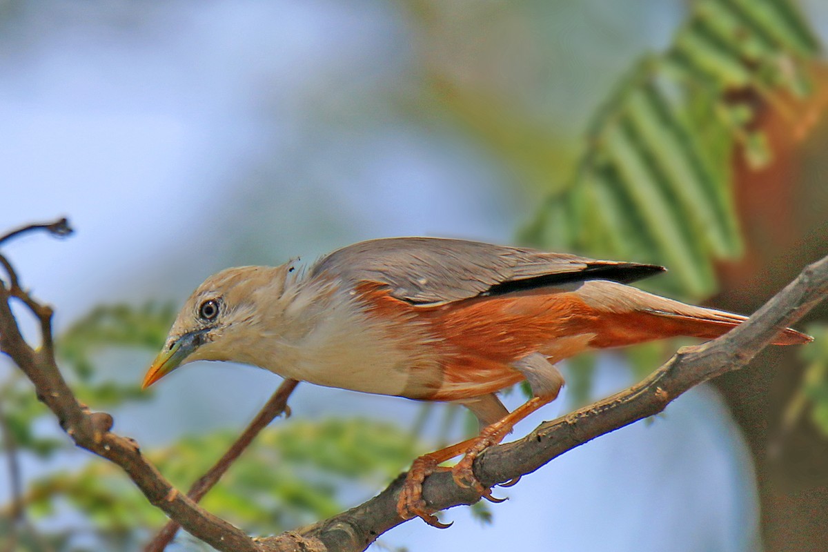 Chestnut-tailed Starling - ML142012181