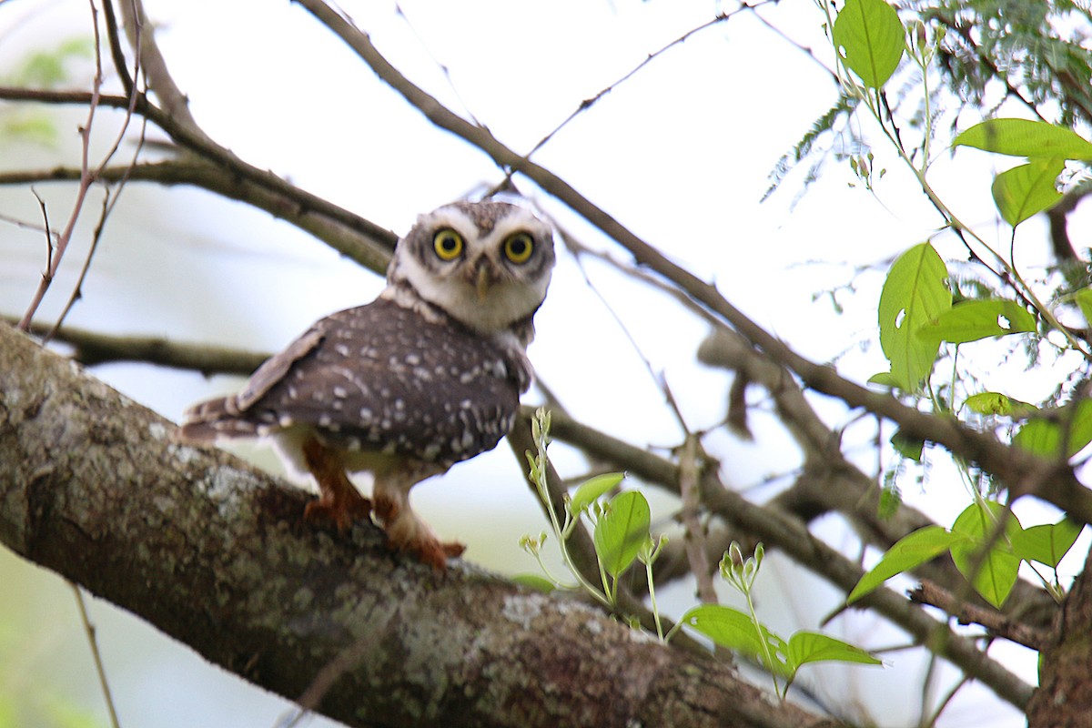 Spotted Owlet - ML142012821