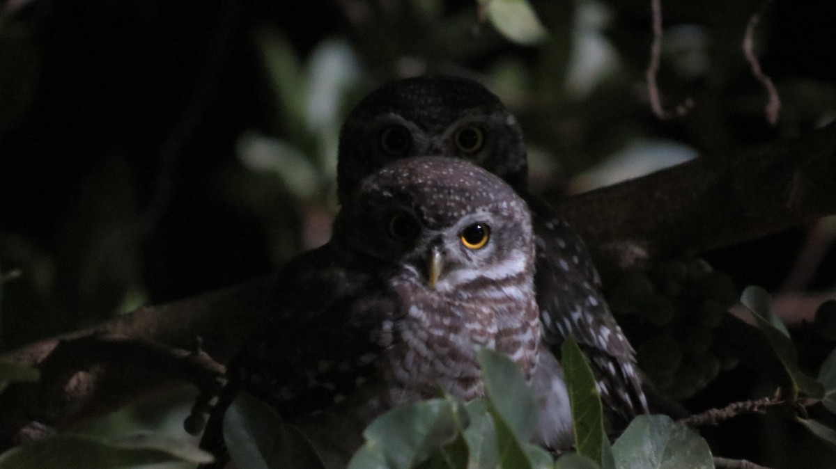 Spotted Owlet - ML142013951